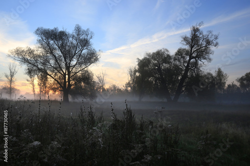 misty dawn in the grove on the banks of the river