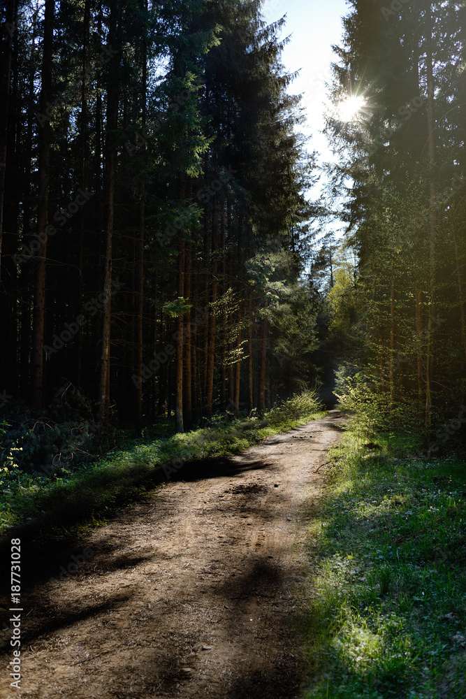 Fototapeta premium Magic dark forest. Autumn forest scenery with rays of warm light. Mistic forest. Beskid Mountains. Poland