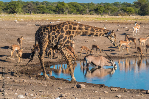 Obraz na płótnie Giraffes, zebras oryxes, black-faced impalas and steenboks gathered at the Chudo