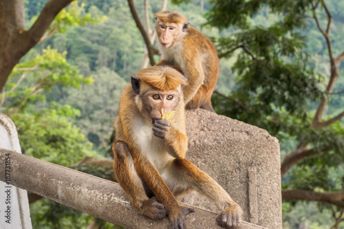 Ceylon-hat monkey or Macaca sinica eating banana at the roadside in rural area of Sri Lanka while the other monkey looking on photo