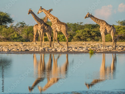 Giraffes approaching the Klein Namutoni waterhole, Etosha National Park, Namibia