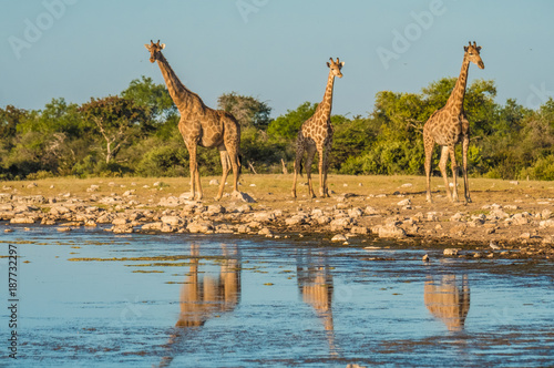 Giraffes approaching the Klein Namutoni waterhole, Etosha  National Park, Namibia © Luis