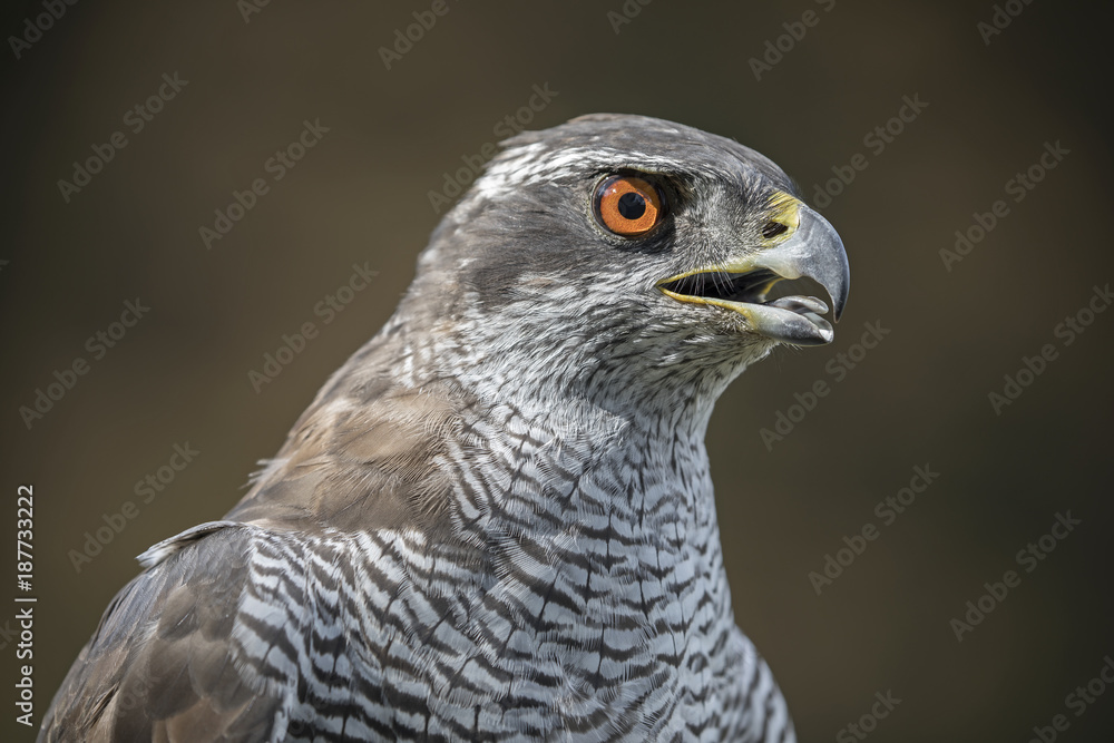 northern goshawk northern goshawk