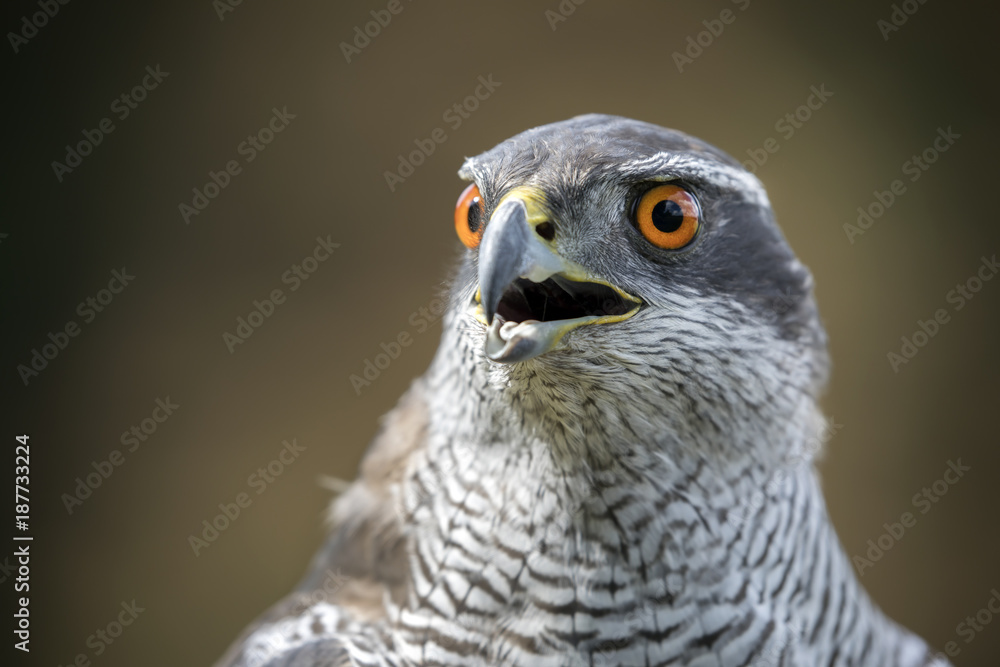 northern goshawk northern goshawk