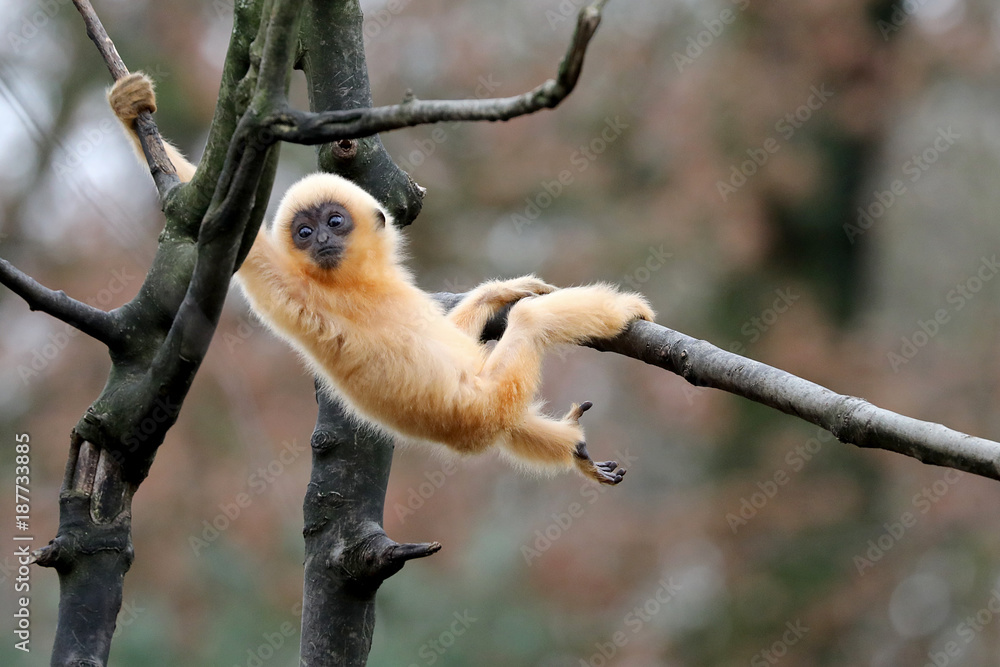 Naklejka premium yellow cheeked gibbon