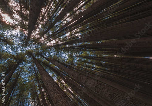 Looking up at the canopy of a forest