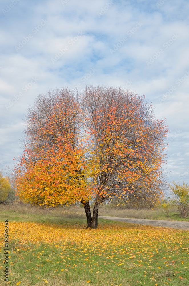Lonely autumn  tree