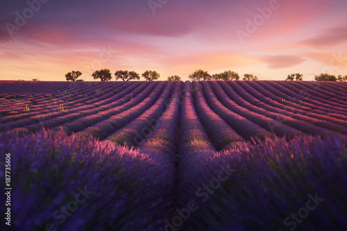 Lavande Provence France © Beboy