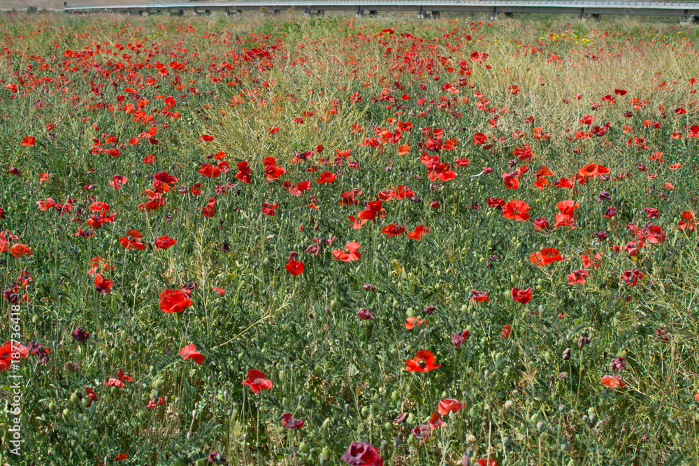 Red poppy flowers on the field, spring and summer time.