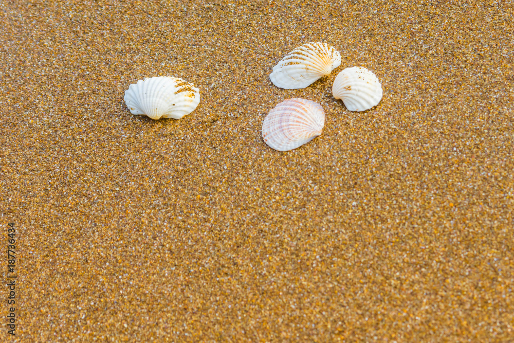 Seashells on the beach 8
