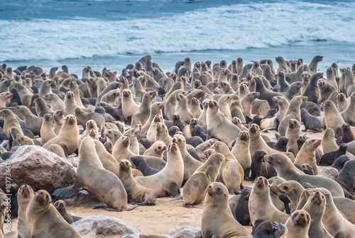 Huge Seal Colonies, Cape Cross Seal Reserve in the Skeleton Coast, Namib desert, western Namibia. Home to one of the largest colonies of Cape fur seals in the world. © Luis