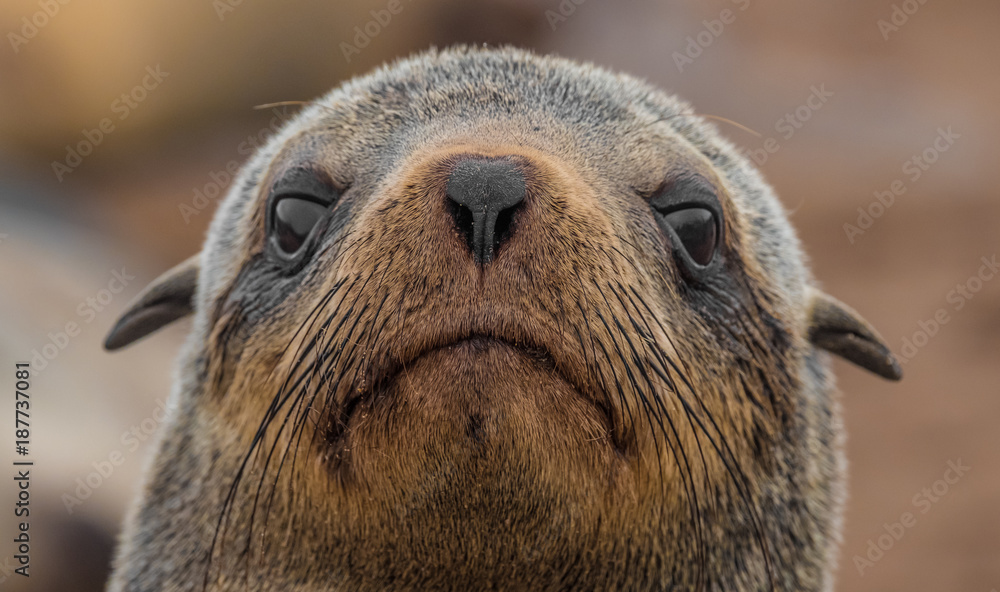 Cape Cross Seal Reserve in the Skeleton Coast, Namib desert, western Namibia. Home to one of the largest colonies of Cape fur seals in the world. Cape Cross Seal Reserve in the Skeleton Coast, Namib desert, western Namibia. Home to one of the largest colonies of Cape fur seals in the world.