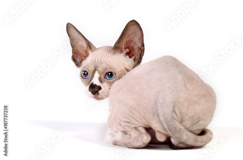 kitten sphinx sitting on white background