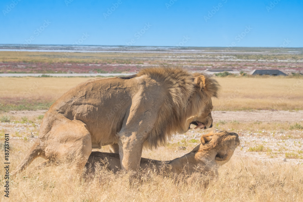 Fototapeta premium Two male and three female lions take turns at mating, Nebrownii waterhole, Okaukeujo, Etosha National Park, Namibia
