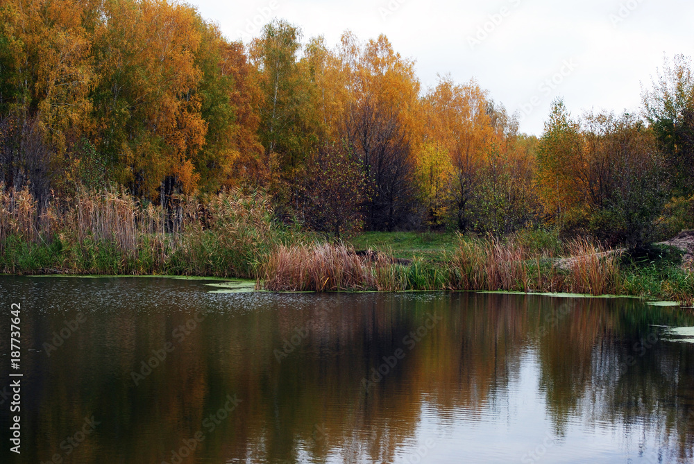 Fototapeta premium Line of yellow birches forest on the opposite side of the river reflecting on water with reeds along, cloudy autumn sky