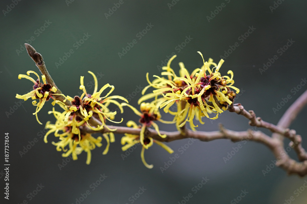 Witch hazel