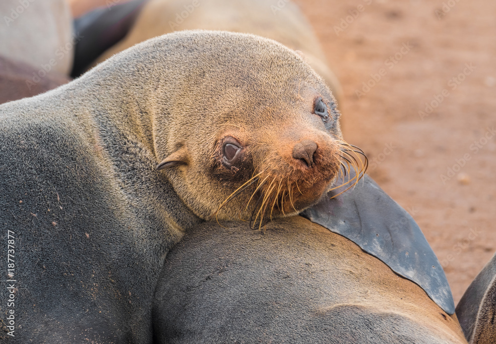 Cape Cross Seal Reserve in the Skeleton Coast, Namib desert, western Namibia. Home to one of the largest colonies of Cape fur seals in the world. Cape Cross Seal Reserve in the Skeleton Coast, Namib desert, western Namibia. Home to one of the largest colonies of Cape fur seals in the world.