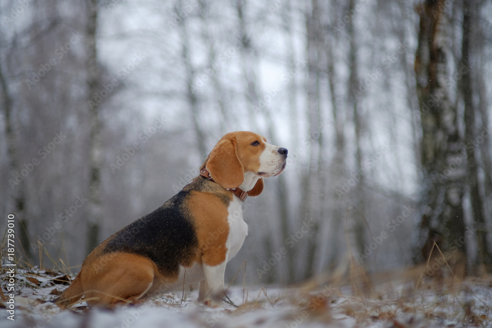 beautiful dog portrait Beagle beautiful dog portrait Beagle