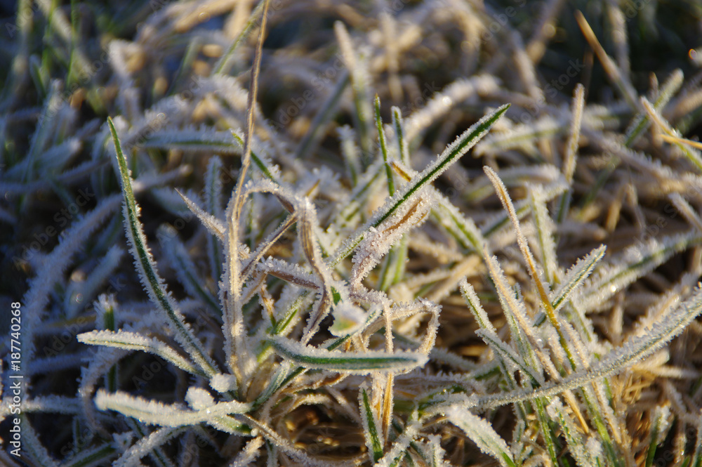 Frozen leaf Frozen leaf