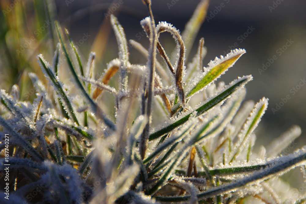 Frozen leaf Frozen leaf