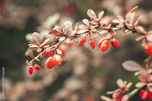 Barberry (Berberis vulgaris) branch fresh ripe berries natural green background Berberis thunbergii (Latin Berberis Coronita) Barberry berries fruits bush colorful floral autumn season shallow focus 