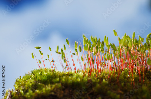 Pohlia nutans moss photo