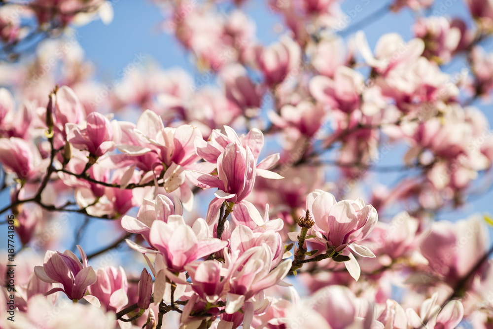 blooming magnolia flowers