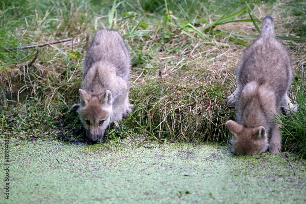 Hudson Bay Wolf Hudson Bay Wolf