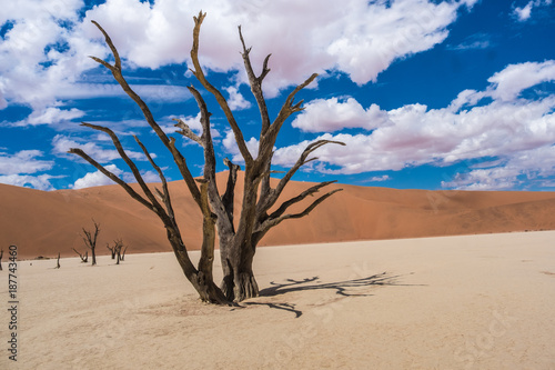 Deadvlei (dead marsh), a dry white clay pan in the Namib-Naukluft Park in Namibia. Surrounded by the highest sand dunes in the world.