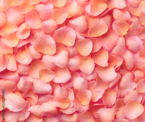 Background of pink rose petals