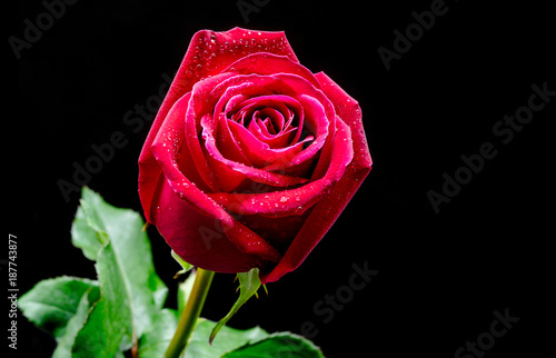 Macro close-up of beautiful red rose on black background