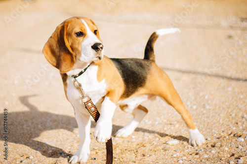beagle puppy on the beach