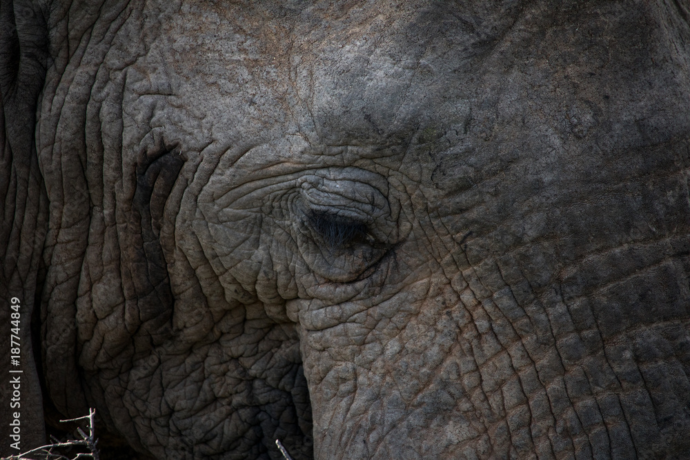 Detailed shot of elephant head Detailed shot of elephant head