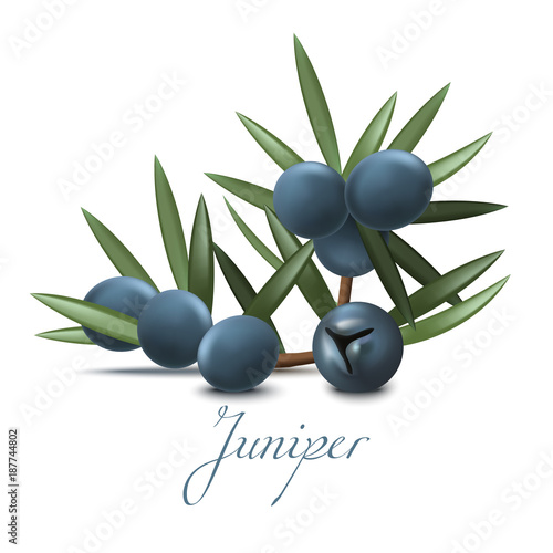 Juniper Branch with Berries. Realistic Elements for Labels of Cosmetic Skin Care Product Design. Vector Isolated Illustration