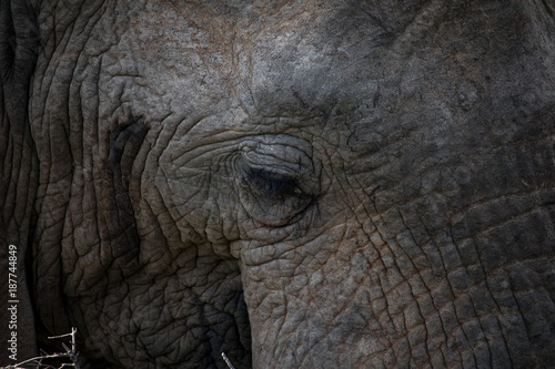 Detailed shot of elephant head © OPJK
