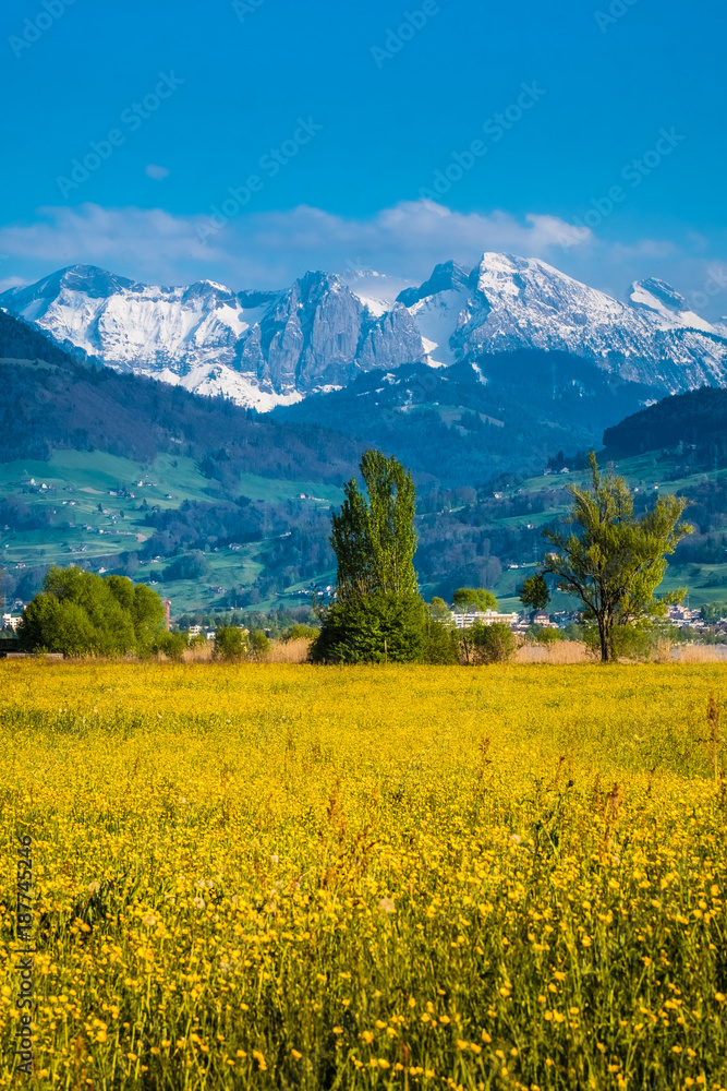 Wild flower fields with  the alps peaks in the background, Jona, Sankt Gallen, Switzerland