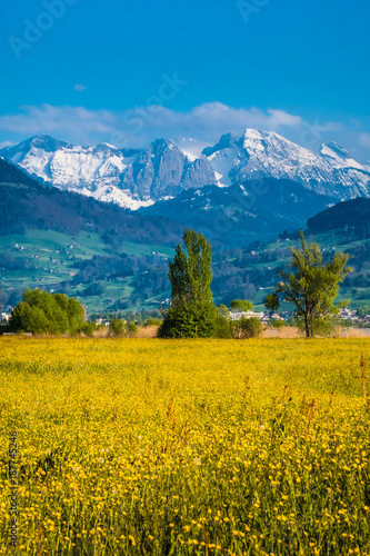 Wild flower fields with the alps peaks in the background, Jona, Sankt Gallen, Switzerland