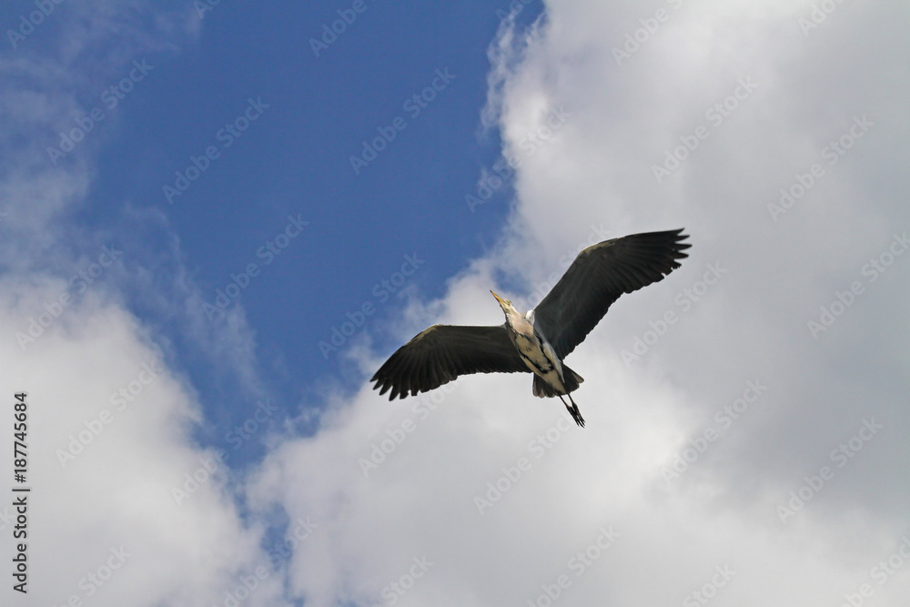 Obraz premium Graureiher