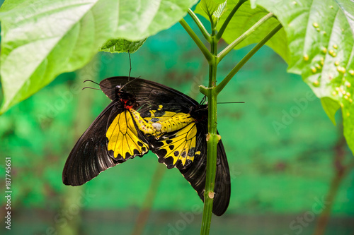 A Common Birdwing Butterfly (Troides helena) couple mating by passing over the sperm packet (spermatorphore). The hindwing is a rich golden yellow edged with black. photo