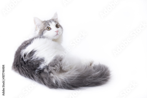 Bild auf Leinwand ノルウェージャンフォレストキャット