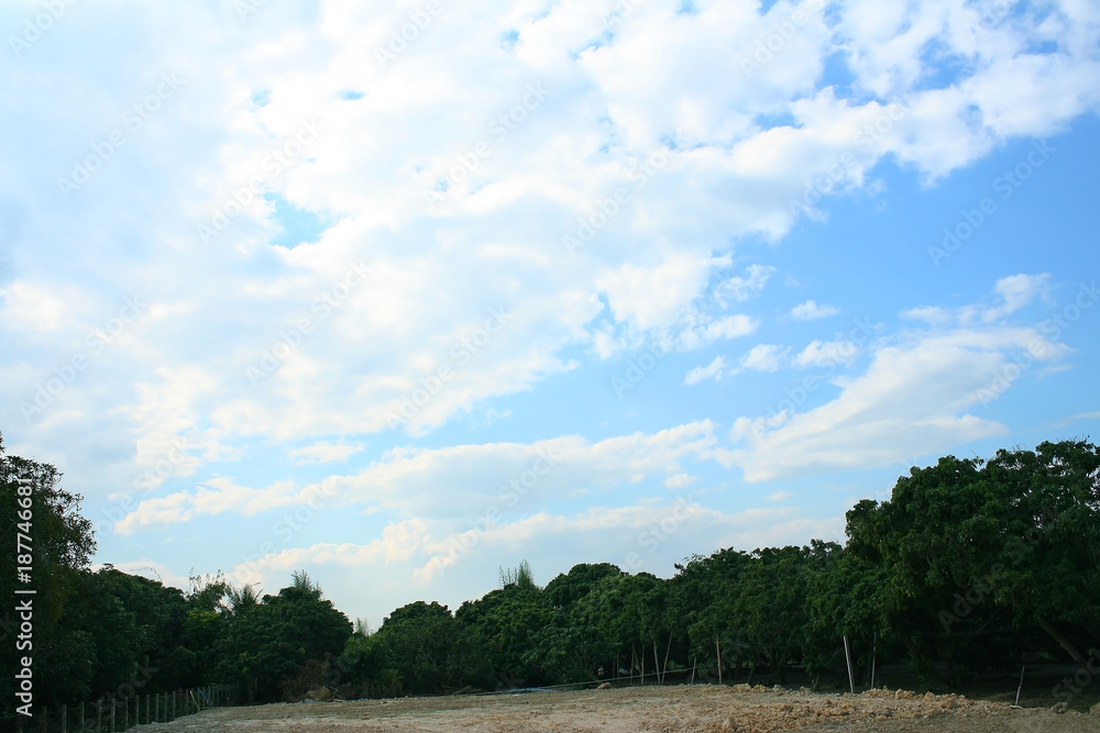 Obraz premium Trees on fruit farm and sky background