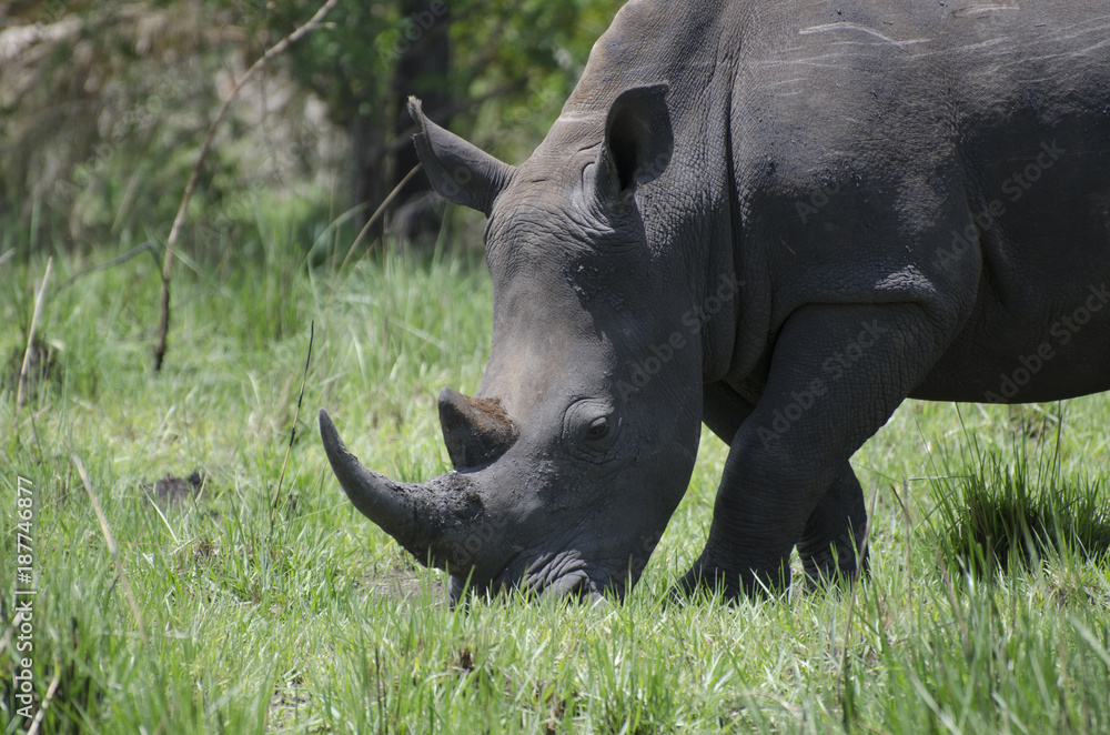 Obraz premium Rinoceronte bianco allo Ziwa Rhino Sanctuary, Uganda