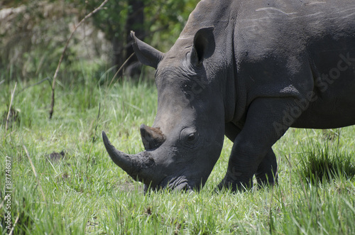 Rinoceronte bianco allo Ziwa Rhino Sanctuary, Uganda