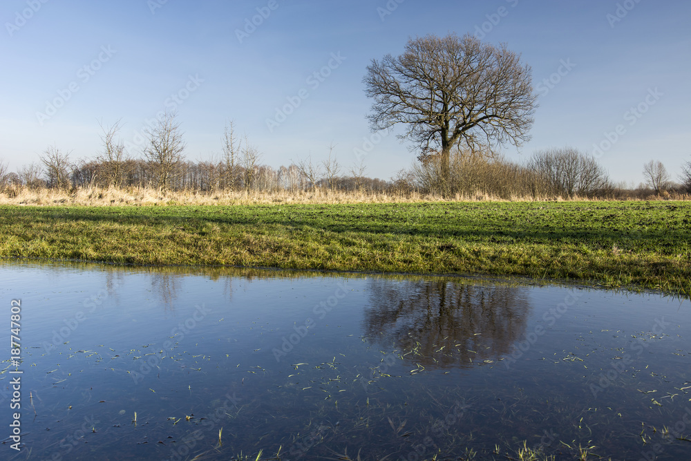 Water on a green meadow and single leafless tree Water on a green meadow and single leafless tree