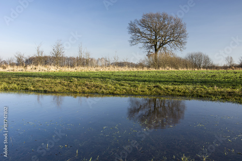 Water on a green meadow and single leafless tree