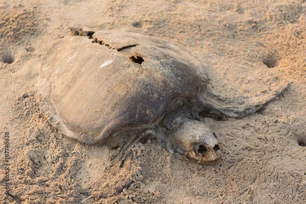 Obraz premium dead turtle on the beach. concept of nature conservation, protection of rare animals, ecology