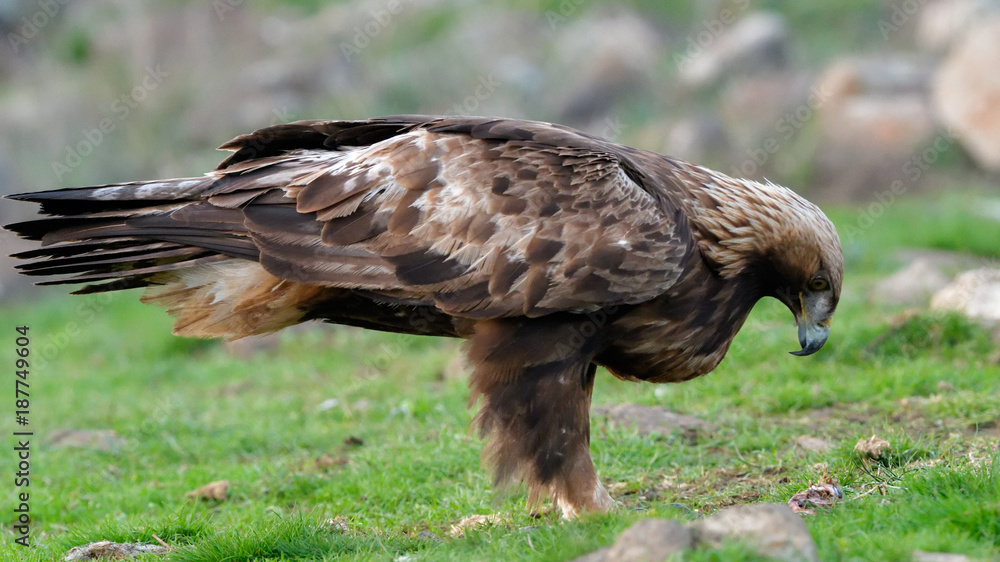 Golden Eagle Sitting on the Ground Golden Eagle Sitting on the Ground