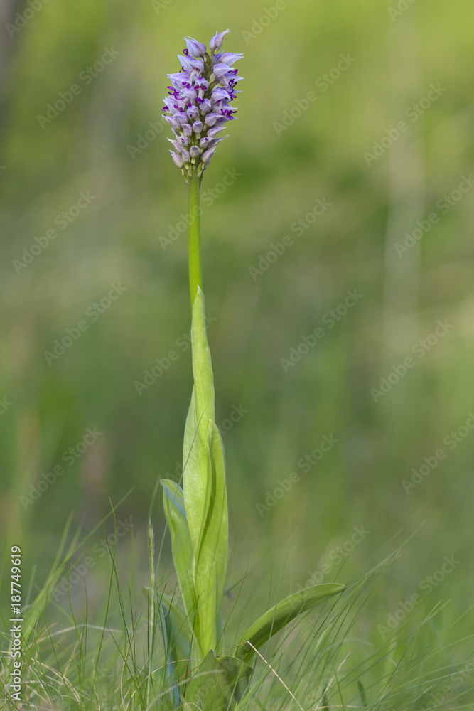 Monkey Orchid (Orchis simia), wild flowers from Dobruja