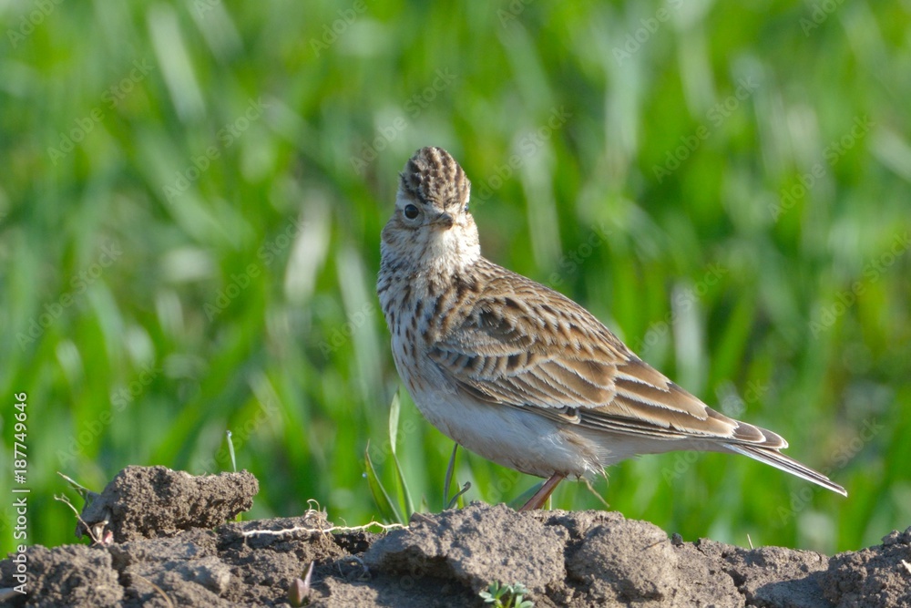 Crested Lark on Field in Springtime Crested Lark on Field in Springtime