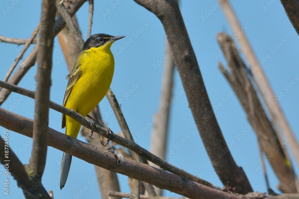 Fototapeta premium Yellow Wagtail in Springtime